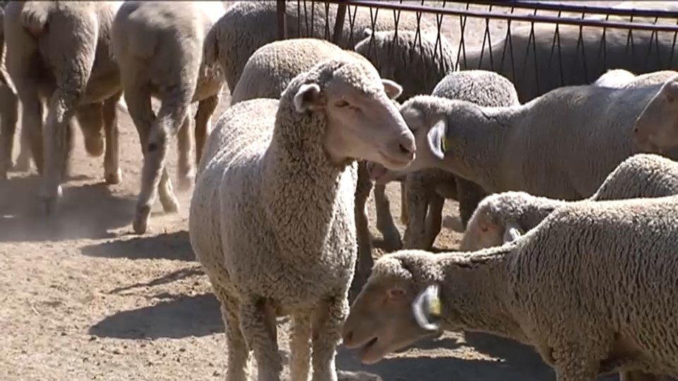Apuesta por reactivar la cadena productiva de la oveja merina en Extremadura.
