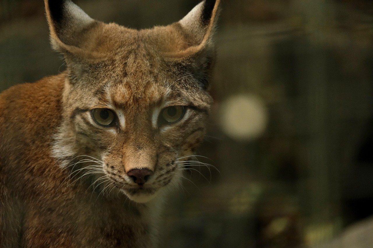 lince iberico