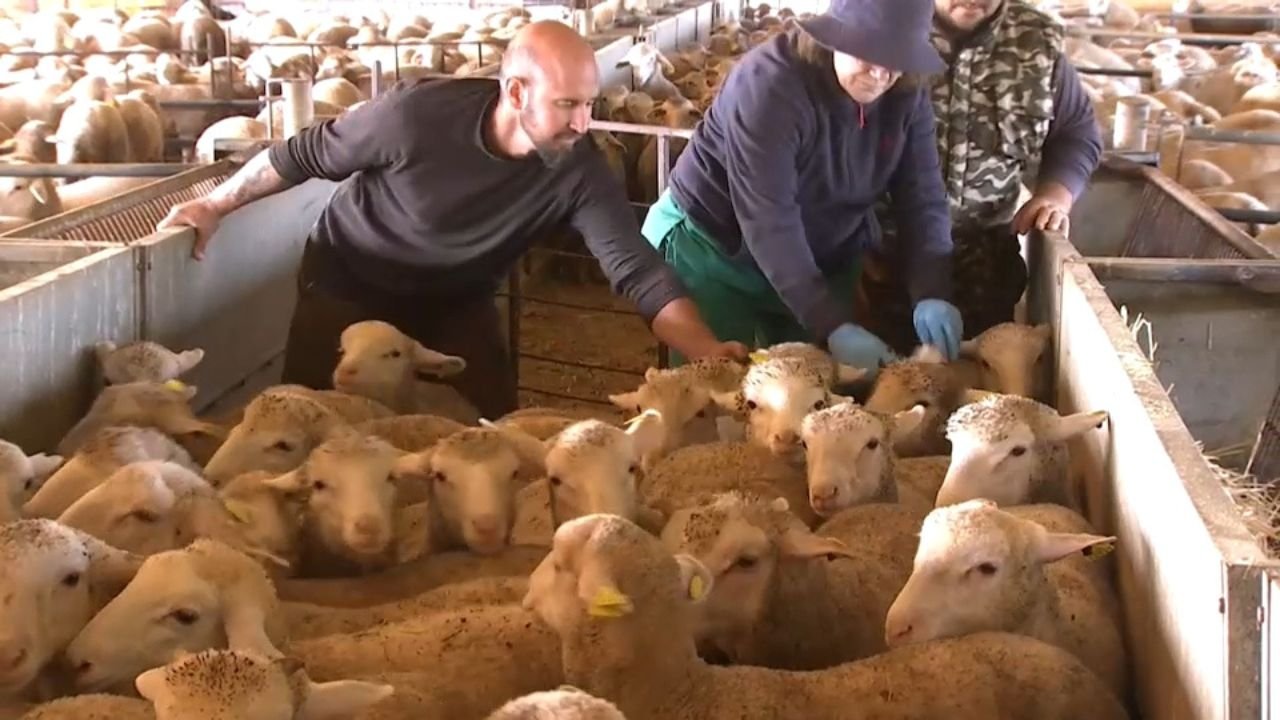 La Junta adquiere vacunas para proteger a la cabaña ovina extremeña