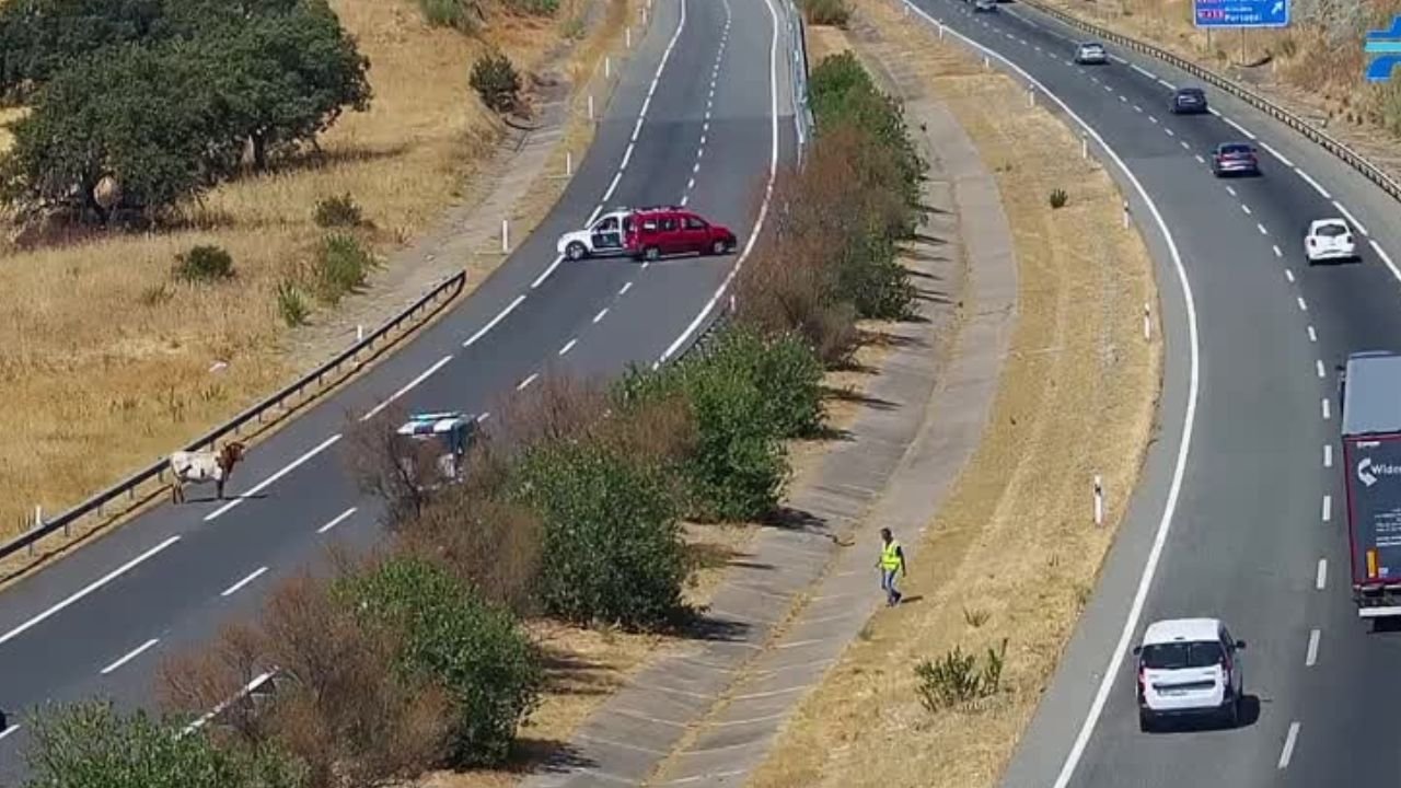 Retiran vacas y reabren la calzada en túnel de Media Fanega en la A-66