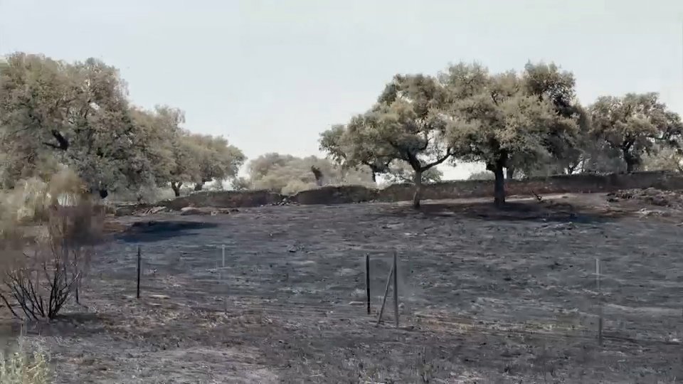 50.089 hectáreas quemadas en Extremadura, mayormente pasto y matorral