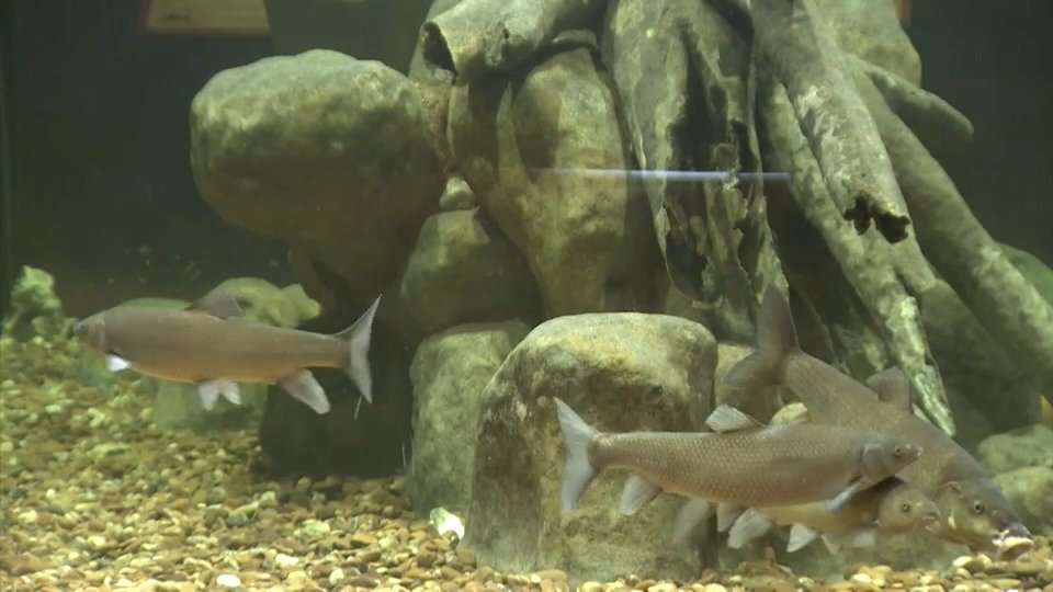 Ayudas de hasta 36.000 euros para modernizar la acuicultura en Extremadura