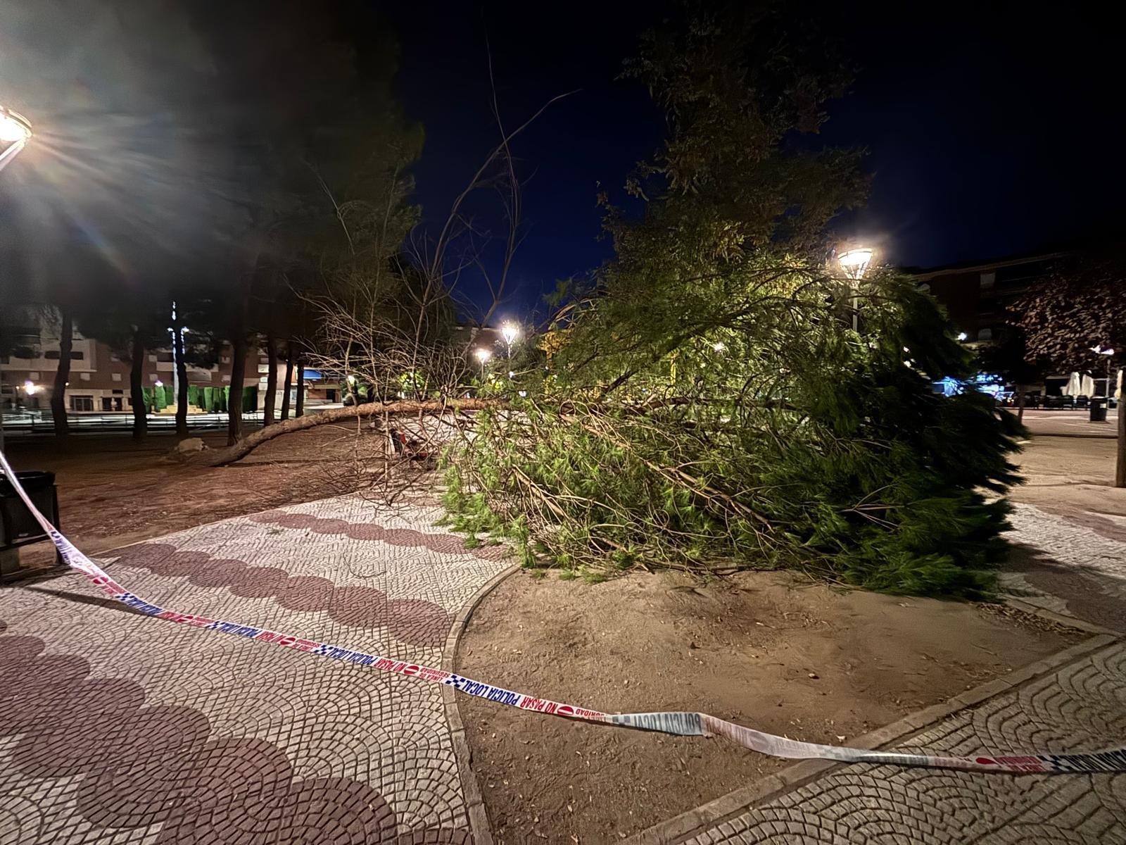 poda pinos plaza albercas 2