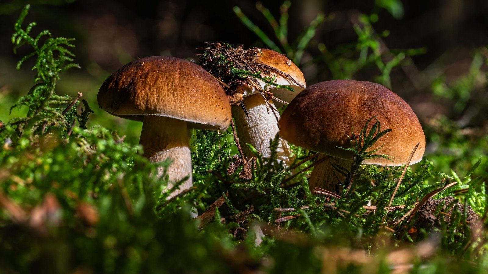La temporada alta de setas en Extremadura: una época dorada para los aficionados a la micología.