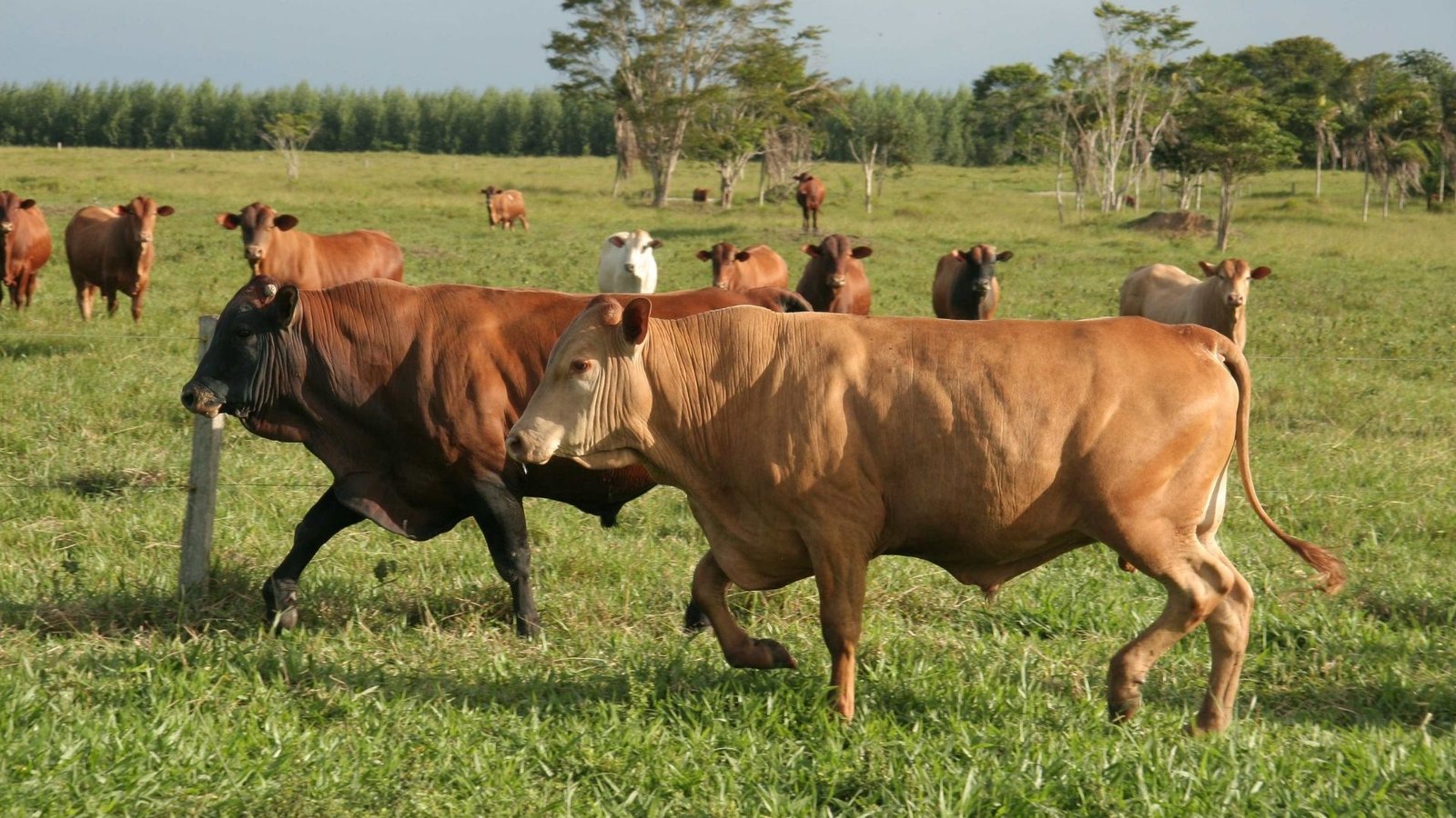 Los ganaderos reclaman políticas que los regulen y respeten