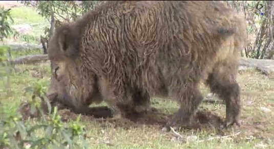 Organizaciones agrarias piden reforzar controles ante peste porcina