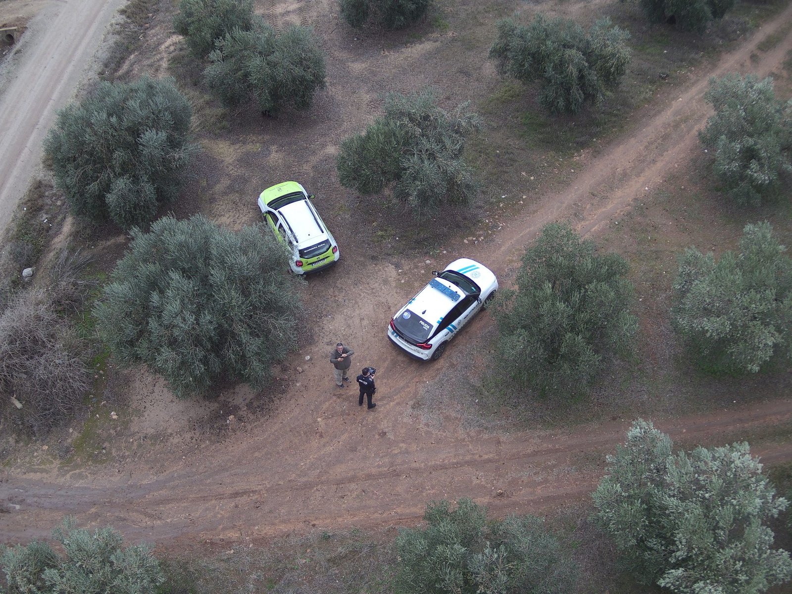 Vuelos de dron de la Policía Local para vigilar campos de aceituna.