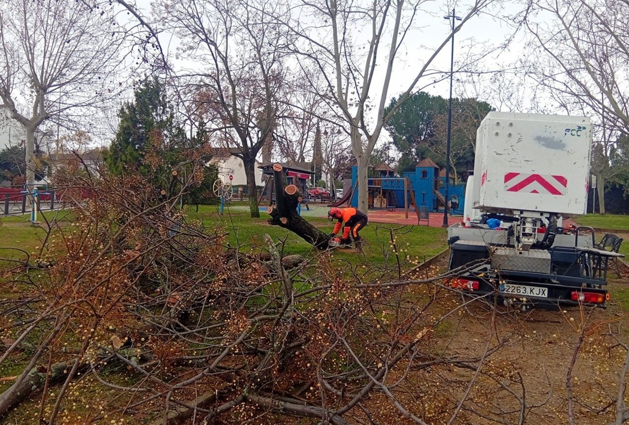 El Ayuntamiento informa que 286 árboles resultaron dañados por la tormenta Kristin en la ciudad.